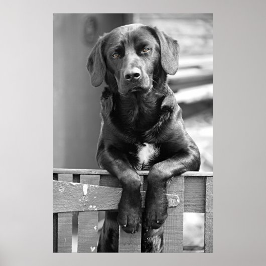 Black Labrador Dog Poster Print (Voorkant)