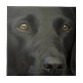 Black Labrador Dog Tegeltje (Voorkant)