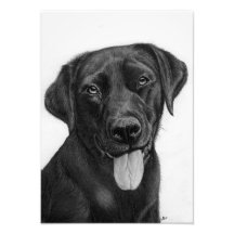 Black Labrador Extra Small Photo Enlaring