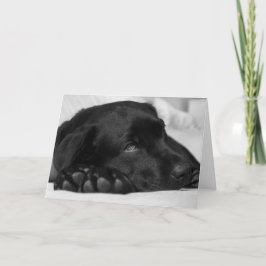 Black Labrador Get Well Card Kaart