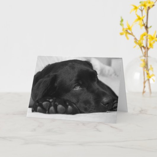 Black Labrador Get Well Card Kaart (Gele Bloem)