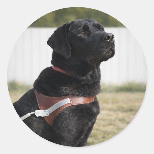 Black Labrador Guide Dog Graduation Envelope Seal Ronde Sticker (Voorkant)
