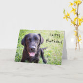 Black Labrador Happy Birthday Kaart (Gele Bloem)