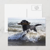 Black Labrador-herstelprogramma dat door surf loop Briefkaart (Voorkant / Achterkant)