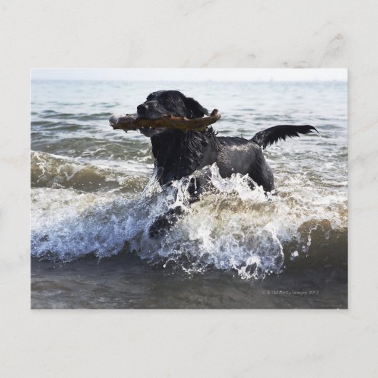 Black Labrador-herstelprogramma dat door surf loop Briefkaart (Voorkant)