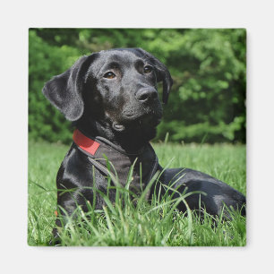 Black Labrador Magneet