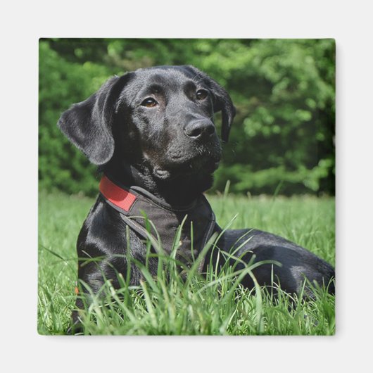 Black Labrador Magneet (Voorkant)