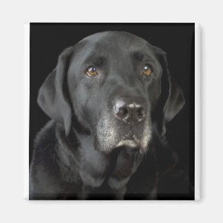 Black Labrador Magneet