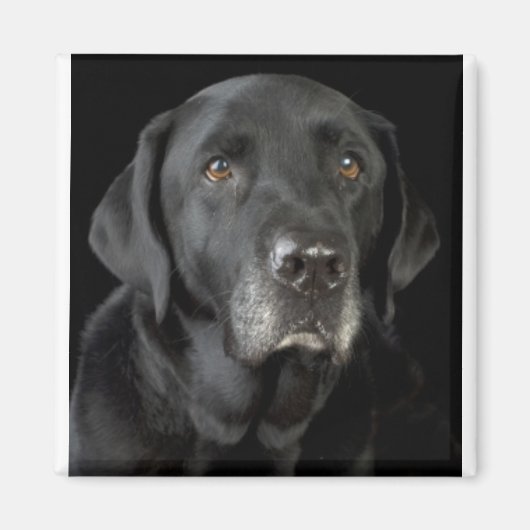 Black Labrador Magneet (Voorkant)