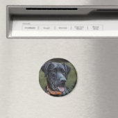 Black Labrador magnet (Insitu (Vaatwasser))