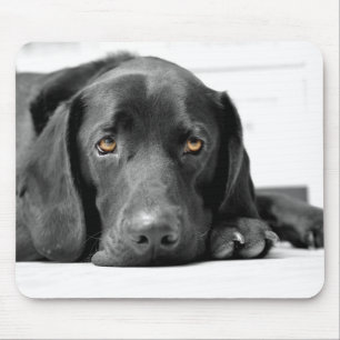 Black Labrador Muismat