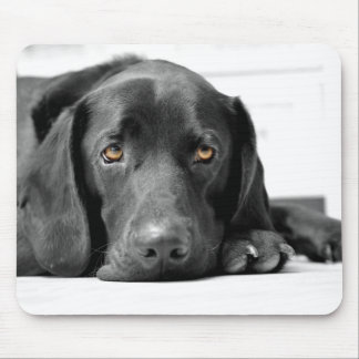 Black Labrador Muismat