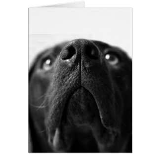 Black Labrador-neus dichtbij