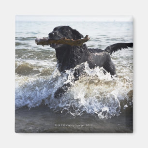 Black Labrador-opvrager die door het surf loopt; Magneet
