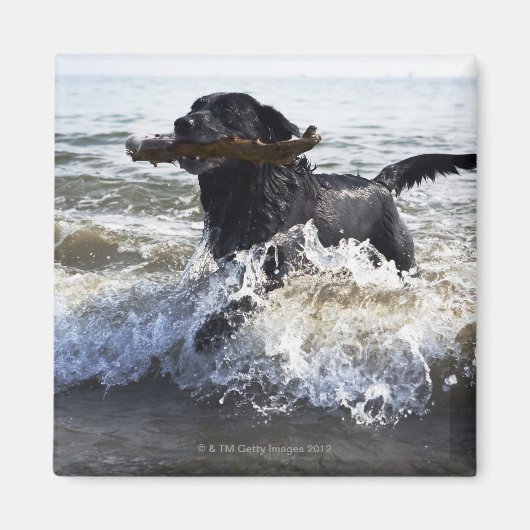 Black Labrador-opvrager die door het surf loopt; Magneet (Voorkant)