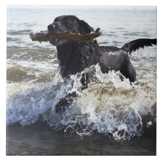 Black Labrador-opvrager die door het surf loopt; Tegeltje (Voorkant)