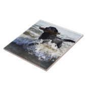 Black Labrador-opvrager die door het surf loopt; Tegeltje (Zijkant)