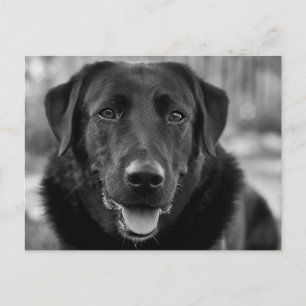 Black Labrador Photo Pet Dog Briefkaart