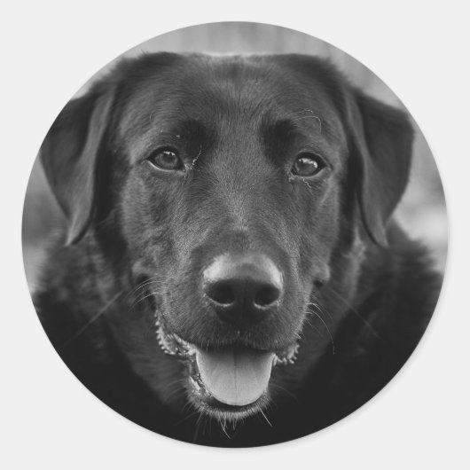 Black Labrador Photo Pet Dog Ronde Sticker (Voorkant)