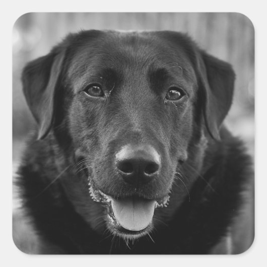 Black Labrador Photo Pet Dog Vierkante Sticker (Voorkant)