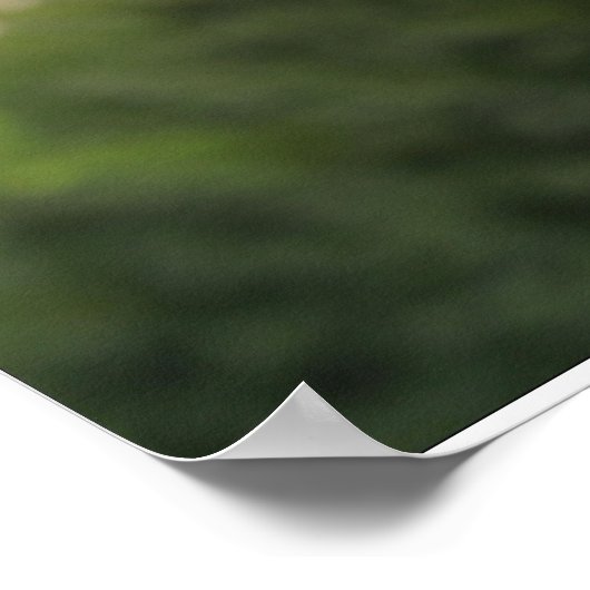 Black Labrador Poster (Hoek)