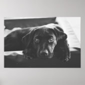 Black Labrador poster (Voorkant)