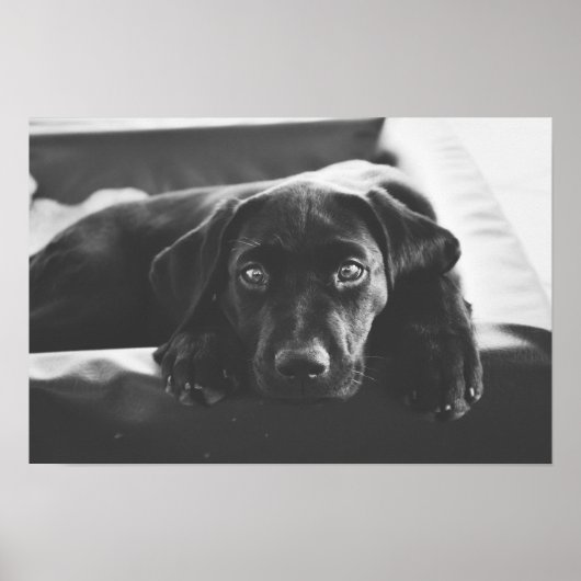 Black Labrador poster (Voorkant)