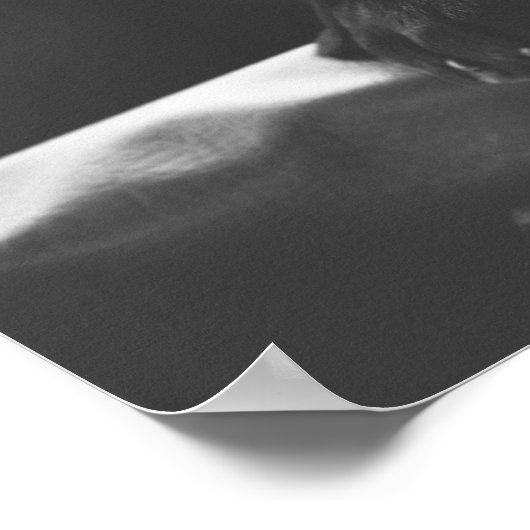 Black Labrador poster (Hoek)