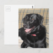 Black Labrador-postkaart Briefkaart (Voorkant / Achterkant)