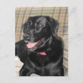 Black Labrador-postkaart Briefkaart