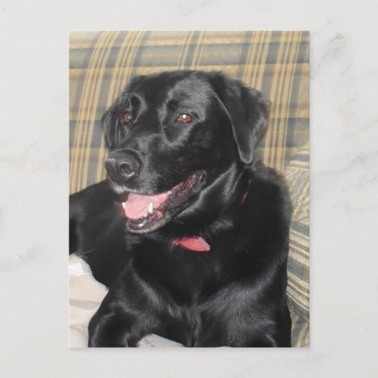 Black Labrador-postkaart Briefkaart (Voorkant)