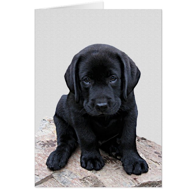 Black Labrador Pup (Voorkant)