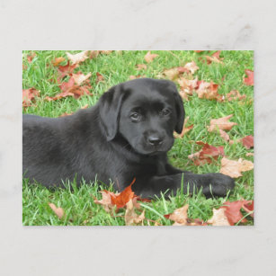 Black Labrador Puppy Autumn - Cute Dog Black Lab Briefkaart