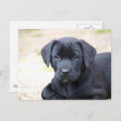 Black Labrador Puppy Briefkaart (Voorkant / Achterkant)