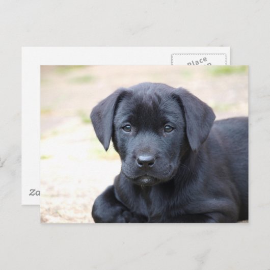 Black Labrador Puppy Briefkaart (Voorkant / Achterkant)