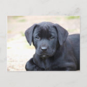 Black Labrador Puppy Briefkaart (Voorkant)