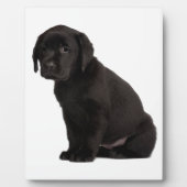 Black Labrador Puppy Fotoplaat (Voorkant)