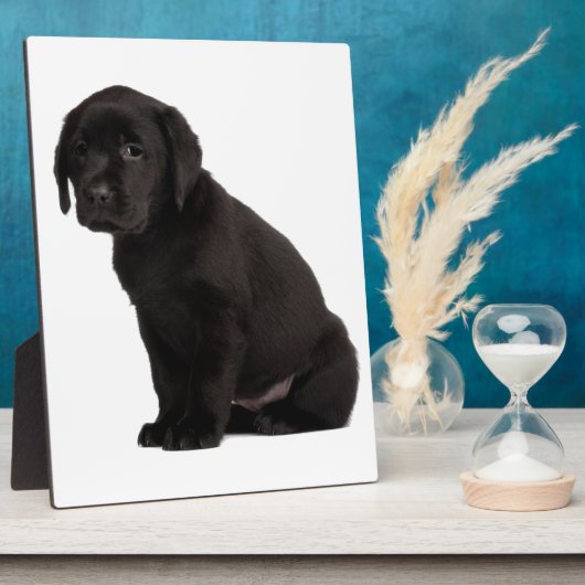 Black Labrador Puppy Fotoplaat (Zijkant)