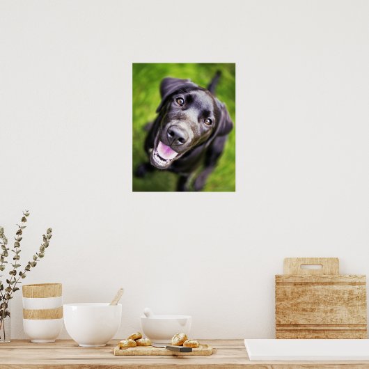 Black labrador puppy looking upwards, close-up poster (Keuken)