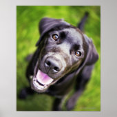 Black labrador puppy looking upwards, close-up poster (Voorkant)