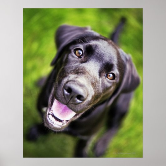 Black labrador puppy looking upwards, close-up poster (Voorkant)