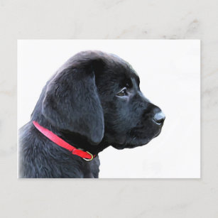 Black Labrador Puppy Red Collar - zwart lab Briefkaart