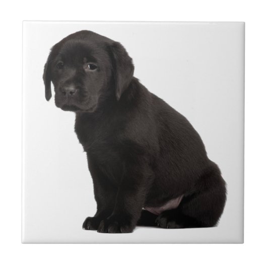 Black Labrador Puppy Tegeltje (Voorkant)