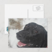 Black Labrador Retreiver Profile in Winter Postca Briefkaart (Voorkant / Achterkant)