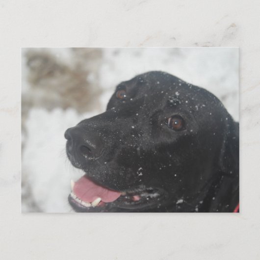 Black Labrador Retreiver Profile in Winter Postca Briefkaart (Voorkant)