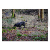 Black Labrador Retriever (Voorkant Horizontaal)