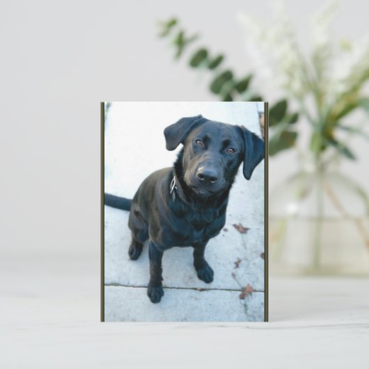 Black Labrador Retriever Briefkaart (Staand voorkant)