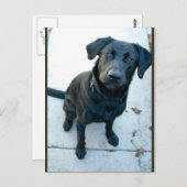 Black Labrador Retriever Briefkaart (Voorkant / Achterkant)