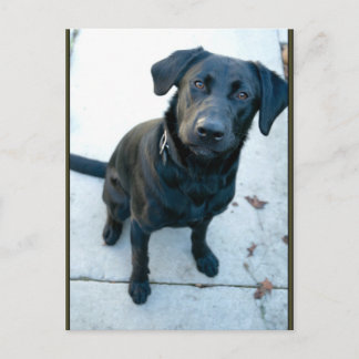 Black Labrador Retriever Briefkaart
