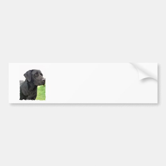 Black Labrador Retriever Bumpersticker (Voorkant)